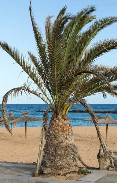Uma imagem de palmeira no céu azul ensolarado — Fotografia de Stock