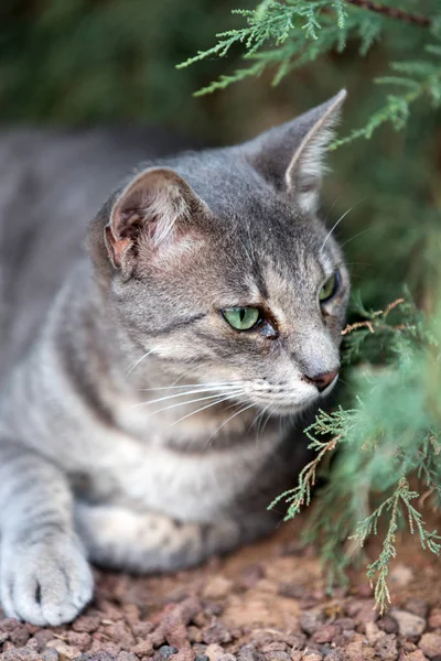 Un beau chat gris dehors dans le jardin — Photo