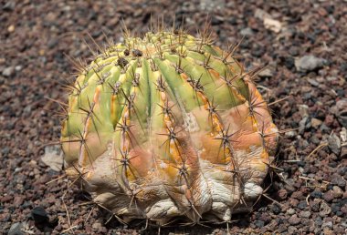 Bahçe içinde güzel etli kaktüs bitkileri