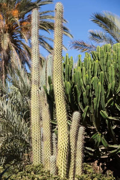 Olbrzymi Kaktus Organ Pipe na Fuerteventura, Wyspy Kanaryjskie, Hiszpania — Zdjęcie stockowe