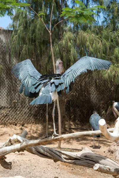 Cigogne de Marabou (Leptoptilos crumenifer ) — Photo