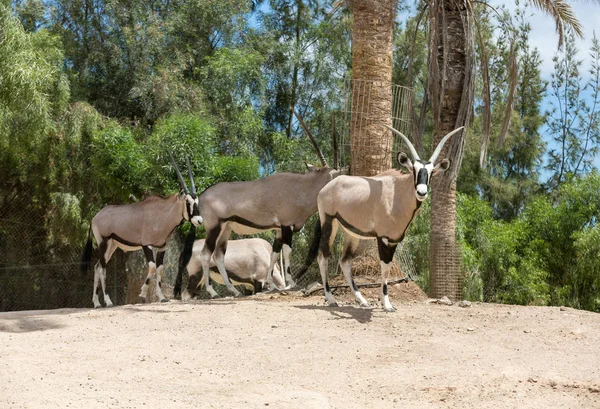 Ritratto di Gemsbok, Oryx gazella, antilope Gemsbok dominante — Foto Stock