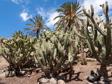 Bahçe içinde güzel etli kaktüs bitkileri