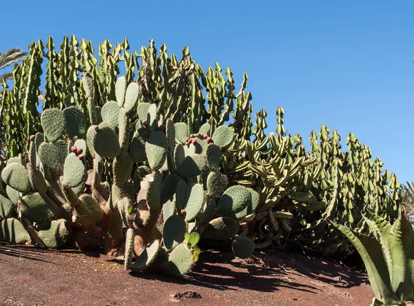 Hermosas plantas de cactus suculentas en el jardín — Foto de Stock