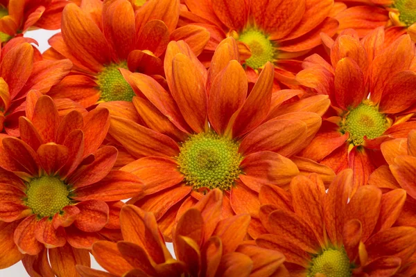 A imagem de fundo das flores de crisântemo laranja — Fotografia de Stock