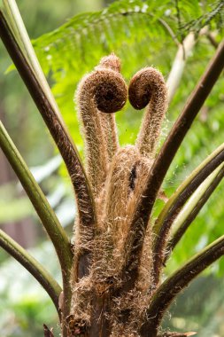 Bir Avustralya ağaç fern, Cyathea cooperi filizi yaprak