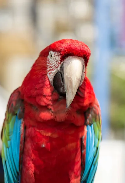 Kırmızı ve mavi tüyler ile Amerika papağanı papağan — Stok fotoğraf