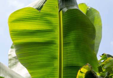 Muz yaprak yeşil arkadan aydınlatmalı güneş Bahçe