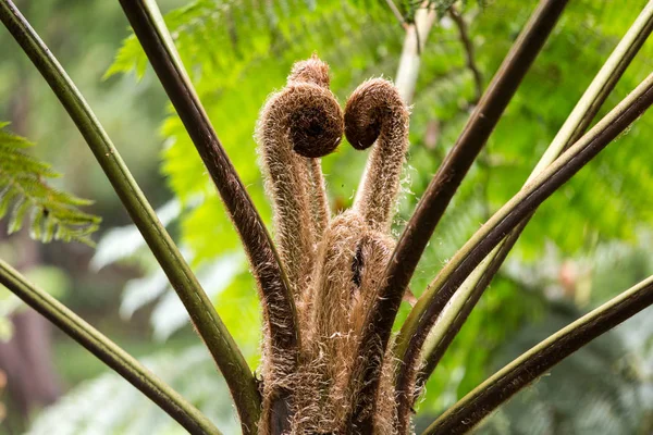 Liść kapusty z australijskiego drzewa paproci, Cyathea cooperi — Zdjęcie stockowe