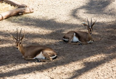Gemsbok antilop ya da safari Park oryx gazella