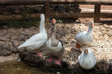 Evcil kazlar geleneksel köy kaz çiftliğinde otluyor.