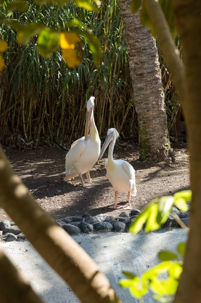 Pelícano Blanco (Pelecanus onocrotalus) también conocido como Pelícano Blanco Oriental, Pelícano Rosado o Pelícano Blanco es un ave de la familia Pelícano. —  Fotos de Stock