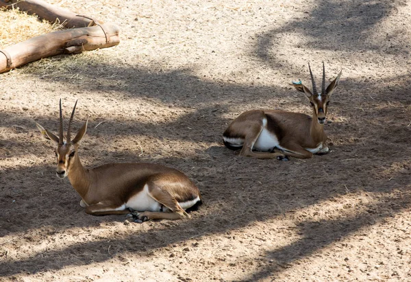 Antilope gemsbok, ou gazelle oryx dans le parc safari — Photo