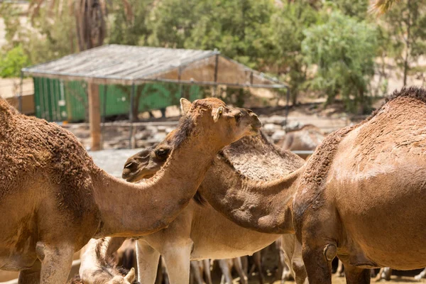 The herd of Camels on the farm — Stock Photo, Image