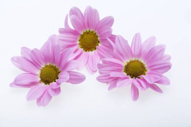 Beyaz izole genç pembe krizantem çiçeği 