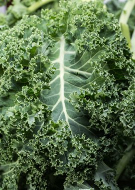 Sağlıklı taze kıvırcık lahana