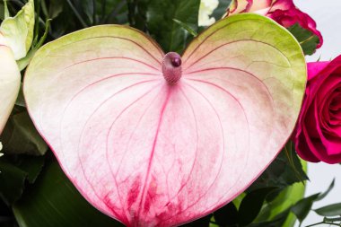 güzel buket taze kırmızı güller ve Antoryum