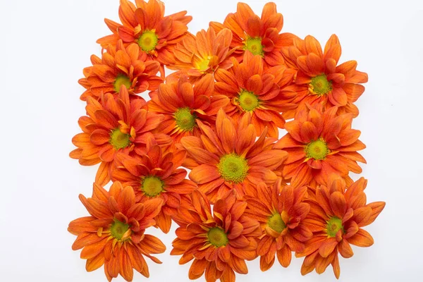 Close up of the orange chrysanthemum flowers — Stock Photo, Image