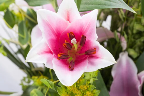 Zbliżenie różowy lilia kwiat — Zdjęcie stockowe