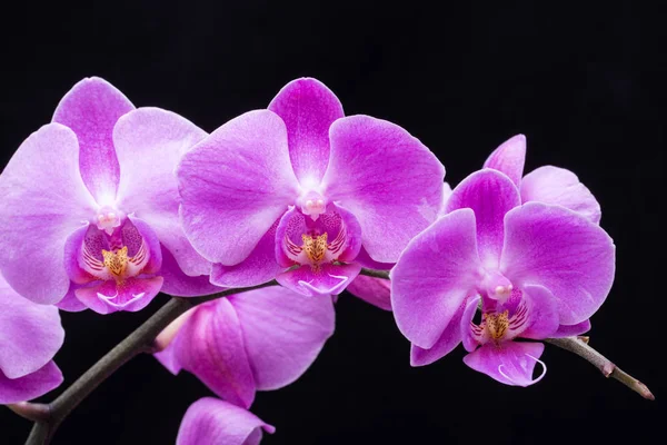 Flor de orquídea rosa listrada, isolada no fundo preto — Fotografia de Stock