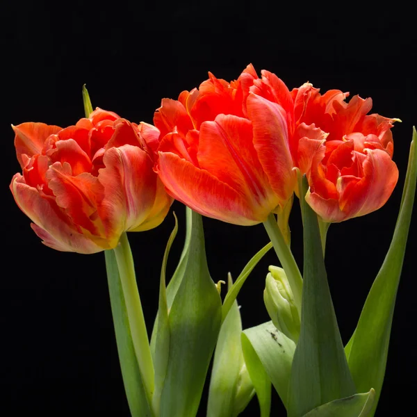 Strauß frischer Frühlingsblumen aus roten Tulpen — Stockfoto