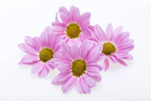 Young pink chrysanthemum flower isolated on white Stock Picture