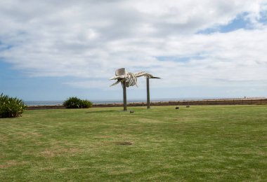 Morro Jable Adası Fuerteventura üzerinde bir Sperm balina iskeleti. Kanarya Adaları, İspanya