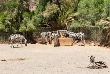 Zebra bir safari Parkı