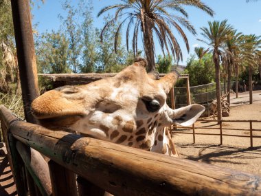 Zürafa Hayvanat Bahçesi safari Park