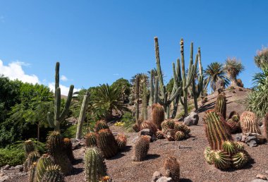 Bahçe içinde güzel etli kaktüs bitkileri