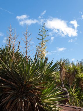 Tropikal Bahçe Fuertenevtura üzerinde. Kanarya Islalns. İspanya