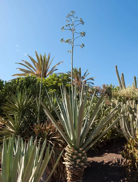 Giardino tropicale su Fuertenevtura. Isole Canarie. spagna — Foto Stock