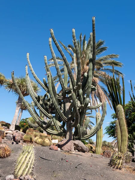 Belle piante di cactus succulente in giardino — Foto Stock