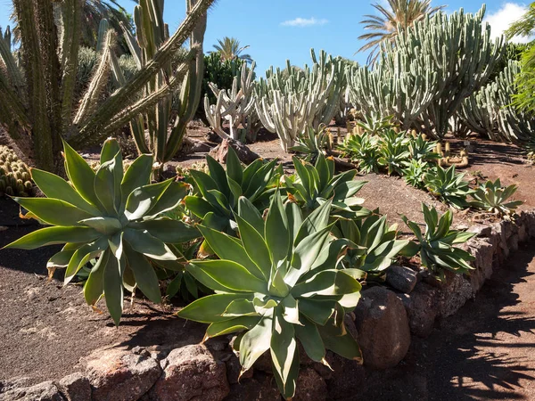 Hermosas plantas de cactus suculentas en el jardín —  Fotos de Stock