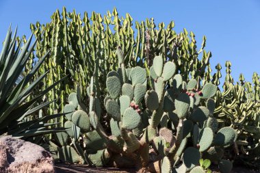 Tropikal bahçe Fuerteventura Oasis Park'ta. Kanarya Adası. 