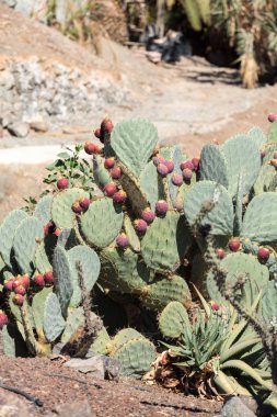 Opuntia ficus-indica 
