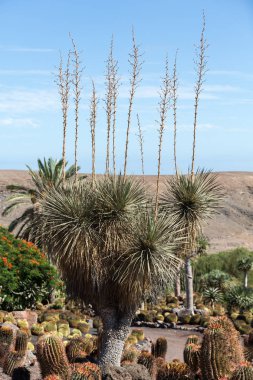 Tropikal Bahçe Fuerteventura Oasis Park'ta. Kanarya Adası. İspanya