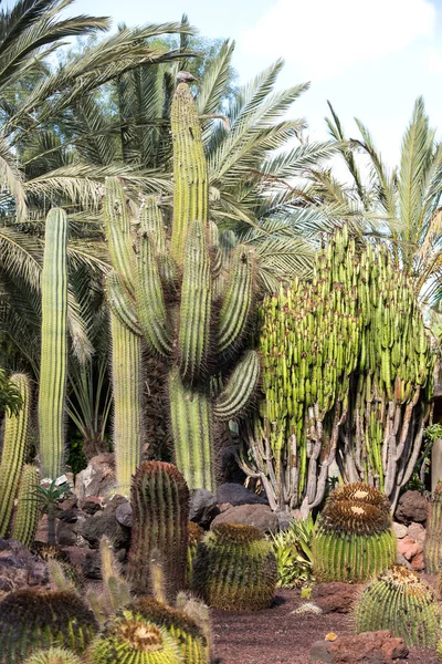 Giant Organ Pipe cactus a Fuerteventura, Isole Canarie, Spagna — Foto Stock