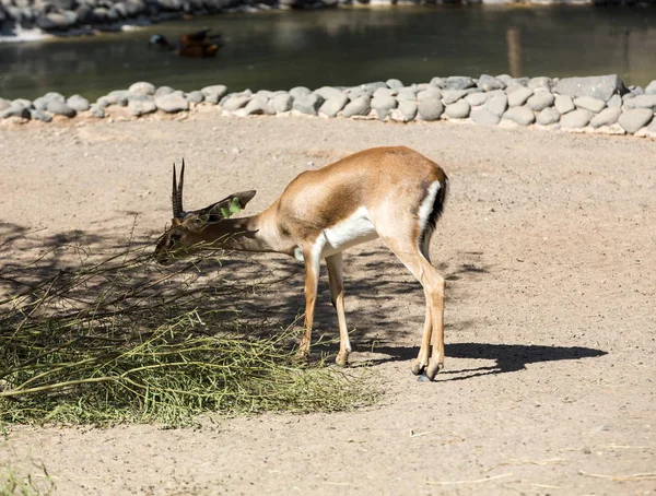 Antílope gemsbok, o gacela oryx — Foto de Stock