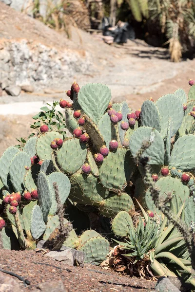 Opuntia ficus-indica —  Fotos de Stock