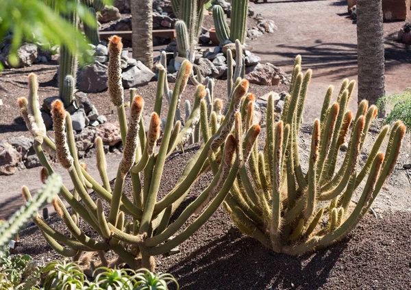 Hermosas plantas de cactus suculentas en el jardín —  Fotos de Stock