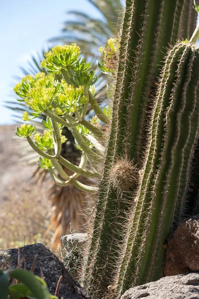 Pachycereus cactus на Фуэртевентуре, Канарские острова, Испания — стоковое фото