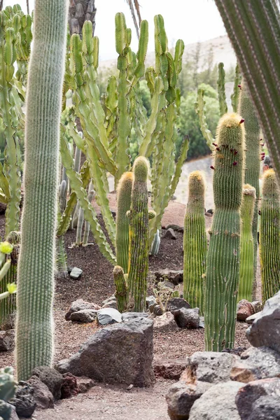 Pachycereus cactus на Фуэртевентуре, Канарские острова, Испания — стоковое фото