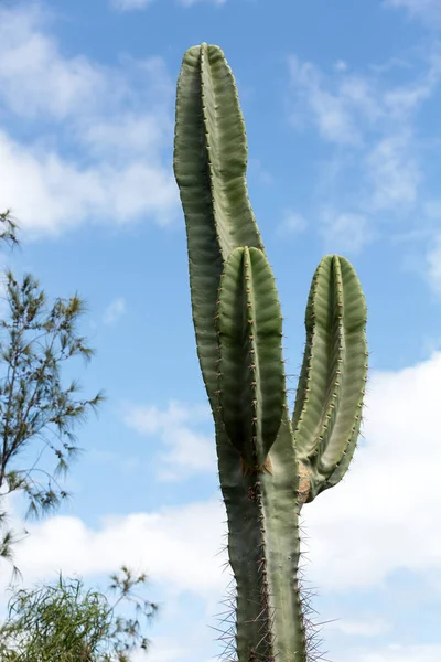 Pachycereus cactus em Fuerteventura, Ilhas Canárias, Espanha — Fotografia de Stock
