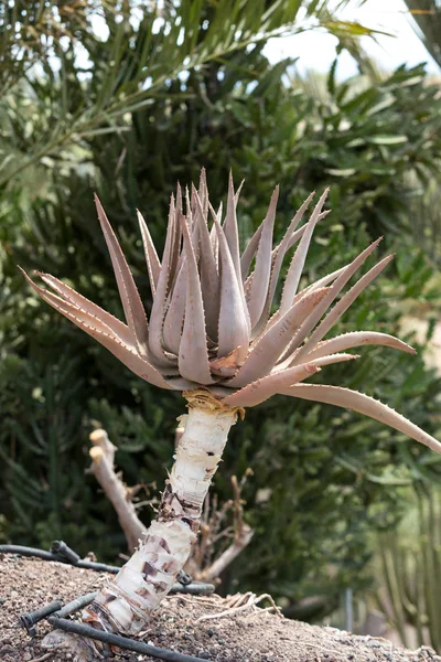 Jardim tropical em Oasis Park em Fuerteventura. Ilha Canária. Espanha — Fotografia de Stock