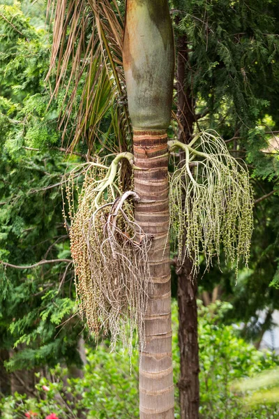 Głowa nasion palmy Bangalow, Archontophoenix cwaniak — Zdjęcie stockowe