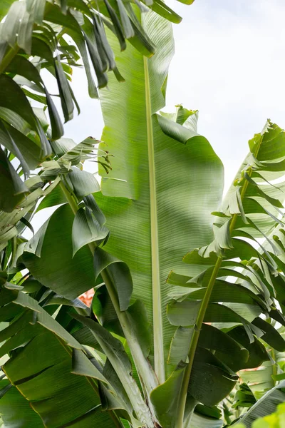 Muz yaprak yeşil arkadan aydınlatmalı güneş Bahçe