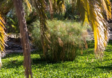 Fuerteventura Oasis Park'ta tropikal Bahçe. 