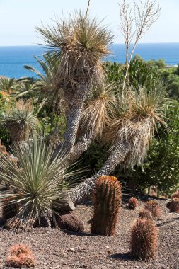 Bahçe içinde güzel etli kaktüs bitkileri