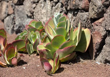 Tropikal Bahçe Fuerteventura Oasis Park'ta. Kanarya Adası. İspanya